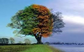 Bạn là một cái cây cho người khác